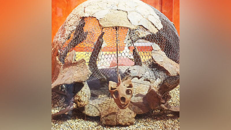 Gestatten - Max! Die Riesenschildkröte im Stadtmuseum Mainburg bringt vor allem Kinder immer wieder zum Staunen.