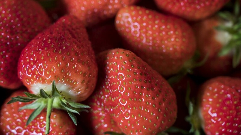 Endlich eine gute Neuigkeit: Das Wetter in diesem Jahr ist ideal für die Erdbeeren.