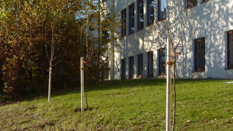 Bei der Hohenbogen-Grundschule wurden im letzten Jahr drei Obstbäume gepflanzt.