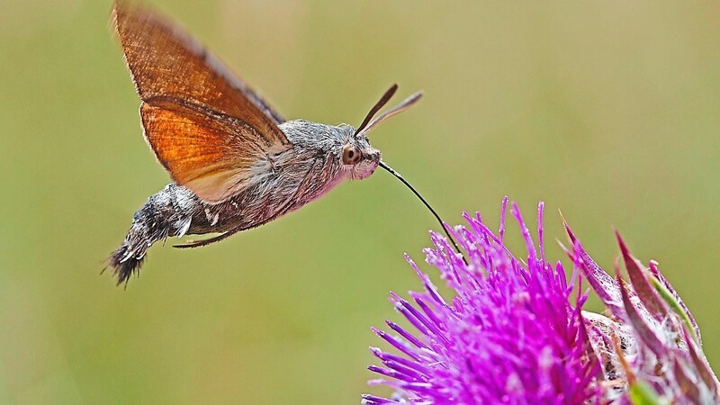 Taubenschwänzchen: Sieht aus wie ein Kolibri, ist aber ein Schmetterling, der nach Bayern kam.