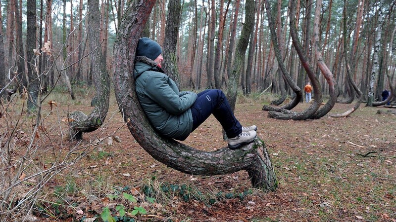 Hunderte seltsam geformte Bäume geben im Nordwesten Polens bis heute Rätsel auf.
