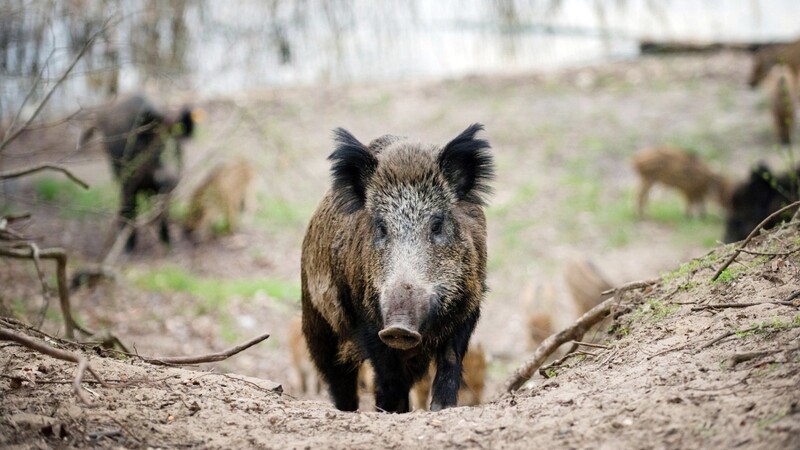 Im Nordosten Bayerns gab es 2019 besonders viele Wildschweine.