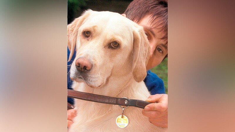 Eine Hundebesitzerin legt ihrem Hund das Halsband mit Steuermarke um.