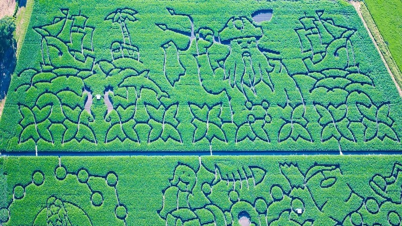 Alle zwei Jahre gibt es in Rinkam ein Maislabyrinth. Am heutigen Montag wird über den Irrgarten im BR-Fernsehen in der Sendung "Heimat der Rekorde" berichtet.