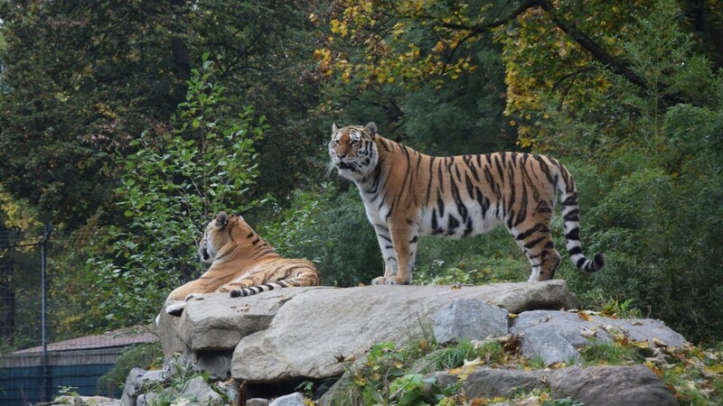 Alles im Blick: Die beiden Tiger genießen die Herbstzeit. Wolfgang Peter betont, dass sie im Winter besonders gerne im Schnee toben und sich gegebenenfalls jedoch wieder in ihr Warmhaus zurückziehen können.