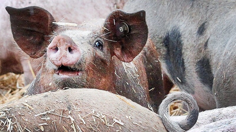 Ruhrtaler Freilandschweine bewegen sich in ihrem Freigehege. Nach Berechnungen der Umweltorganisation Greenpeace lässt sich artgerechte Tierhaltung finanzieren.  Foto: Roland Weihrauch/dpa