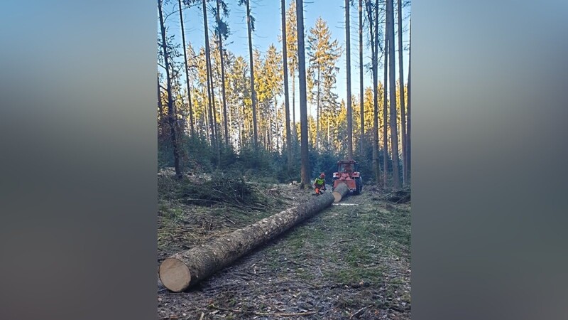 Die Waldbesitzer hoffen auf kühle Witterung und genügend Niederschläge. Dies wäre notwendig, dass sich die Wälder wieder erholen können.