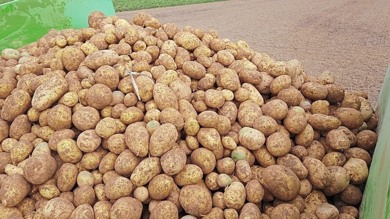 Experten gehen bislang von immerhin durchschnittlichen Kartoffelerträgen aus, obwohl die Witterungsbedingungen für die Knollen in diesem Jahr alles andere als optimal waren.