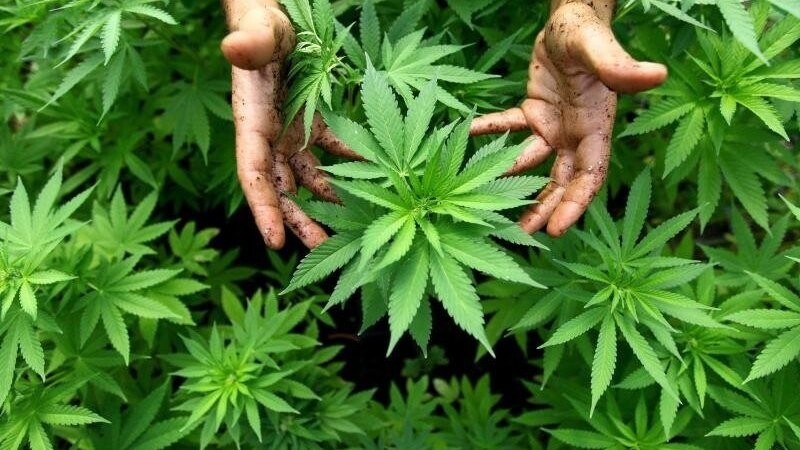 In Simbach am Inn hat die Polizei in einer Wohnung eine Marihuana-Plantage entdeckt (Symbolbild).