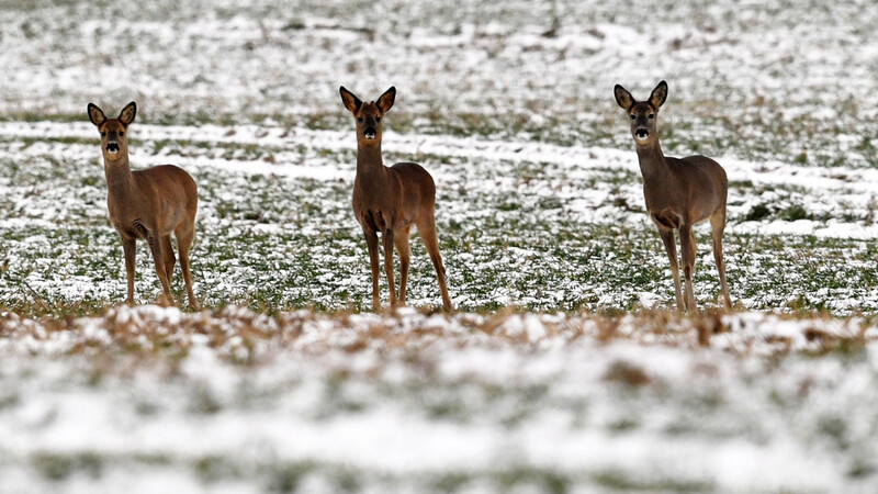Rehwild beobachtet auf einem verschneiten Feld die Umgebung. Die Vorsitzenden der Jagdverbände im Landkreis warnen vor einem "Feldzug" gegen die Tiere.