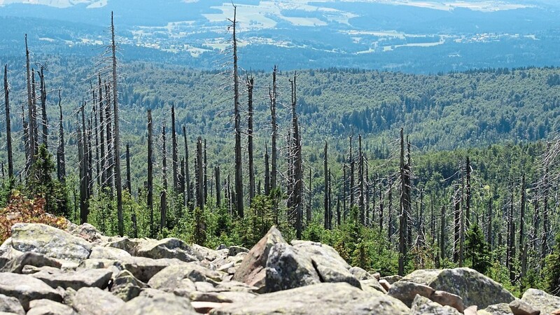 Neben den trockenen Böden tun Borkenkäfer, Waldbrände und Stürme ihr Weiteres und schwächen die Wälder.