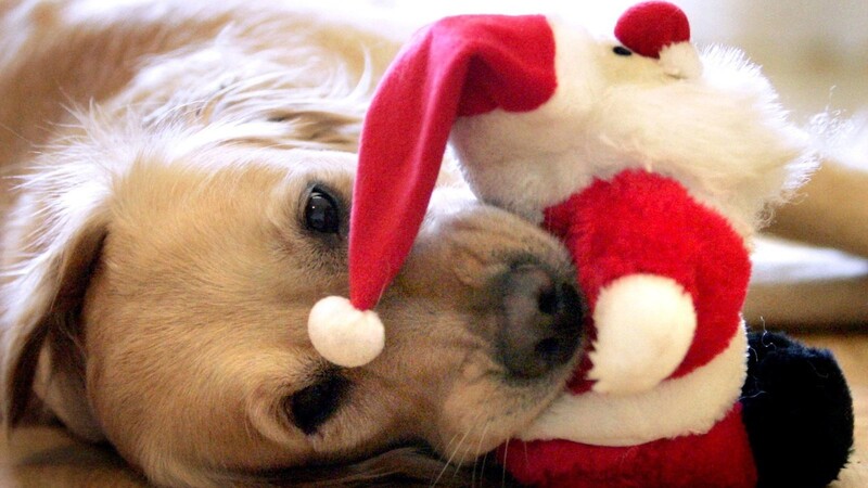 Eine Golden Retriever Hündin spielt mit einem Stoff-Weihnachtsmann. Manche Haustiere werden an Weihnachten von ihren Besitzern ebenfalls beschenkt.
