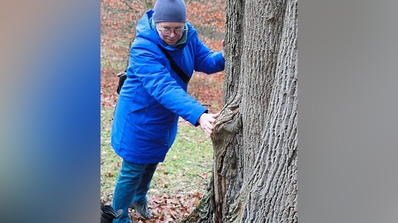 Gerda Neuger zeigt eine Schwachstelle an einem Ahorn. Der Baum ist nicht in der Lage, sie zu reparieren.