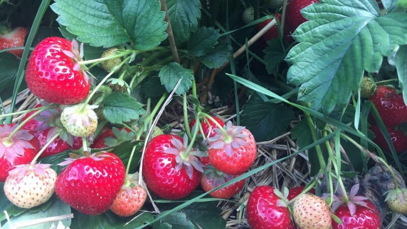 Die kühlen Nächte haben die Erdbeeren langsam reifen lassen. Dafür gab es die roten Früchte besonders lange.