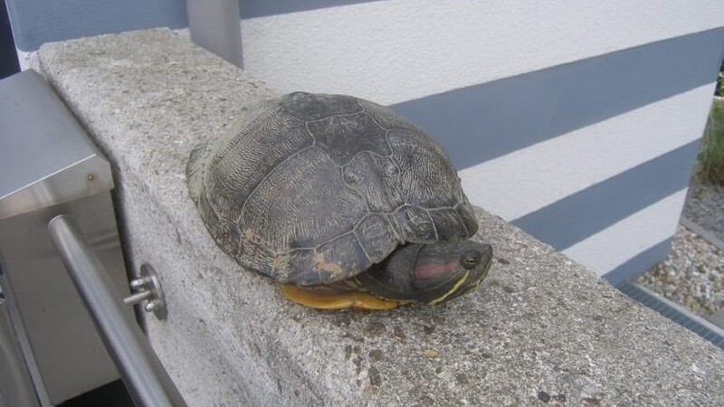 Die Polizei sucht den Besitzer dieser entlaufenen Schildkröte.