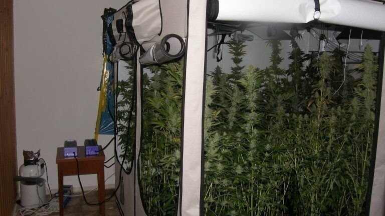 In sogenannten Grow-Zelten züchteten zwei junge Männer Marihuana.