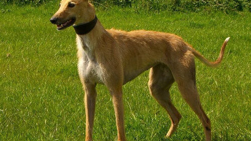 Ein Longdog ist ein Hybridhund der älteren Sorte. Er entsteht bei der Kreuzung von zwei verschiedenen Windhundrassen. (Foto: Ywoolf)
