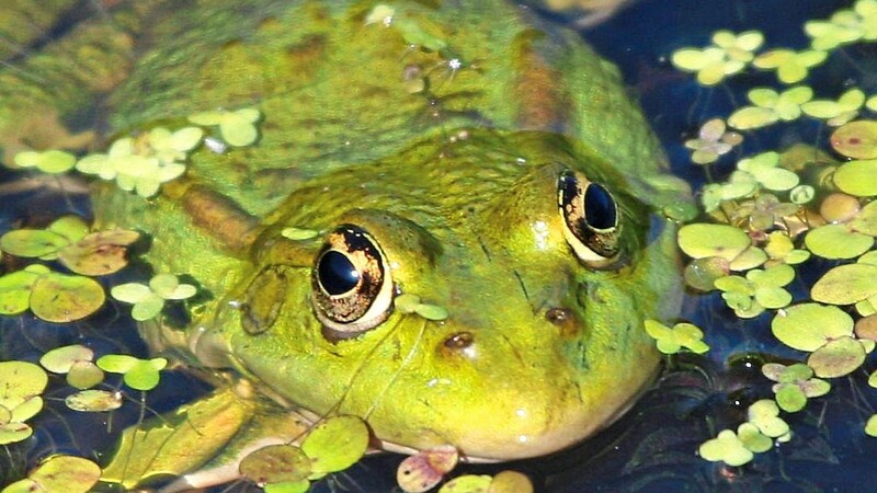 Schau mir in die Augen... und küss' mich! - Der Teichfrosch ist eine der neun Arten am See. Damit findet sich in Furth im Wald bereits die Hälfte aller in Bayern heimischen Froscharten. Er ist auch für die "Froschkonzerte" zuständig.