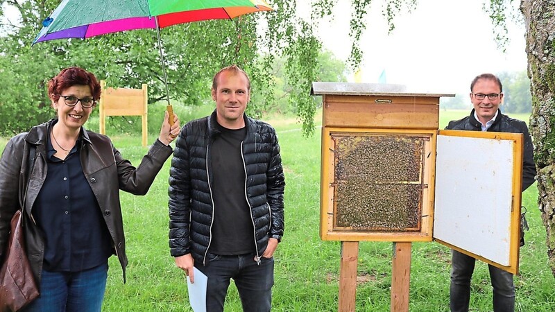 Kulturreferentin Petra Jakobi, Imker Gregor Raab und Bürgermeister Martin Stoiber (von links) werfen einen Blick in den Bienenschaukasten beim Bernhard-Wicki-Wäldchen.