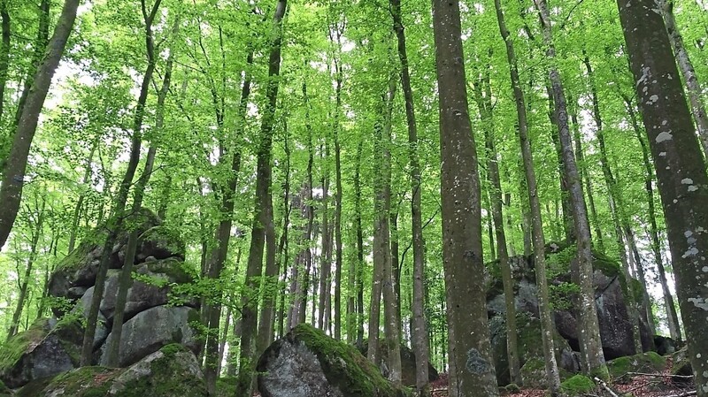 Schon mit dem Nationalpark ist die Natur des Bayerischen Waldes zu einem touristischen Wirtschaftsfaktor für die Region geworden, jetzt kommt der Trend des Waldbadens dazu.