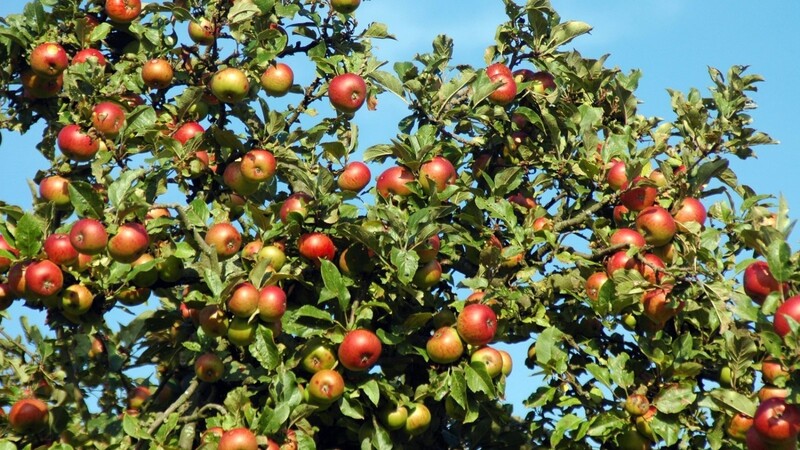 Streuobstwiesen mit vielen Apfelbäumen sind besonders wertvolle Biotope.