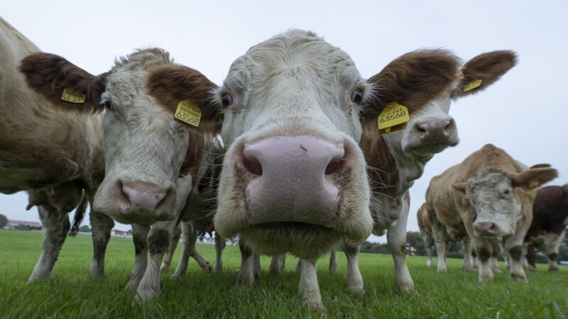 Für Landwirte mit vielen Rindern könnten die steigenden Tierarztkosten problematisch werden.