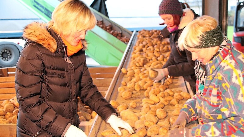 Die Abgeordnete Petra Högl packte beim Kartoffelklauben selbst mit an.