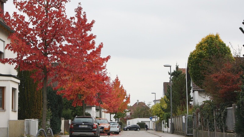 Insgesamt sieben Amberbäume zieren die Zellerstraße in der Altstadt. Derzeit sind die Blätter rot gefärbt. Im November werden zwei 15 Meter hohe Amberbäume am Ludwigsplatz vor dem Stadtturm gepflanzt.