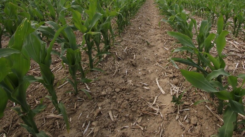 Dieser Mais wurde im Direktsaatverfahren, ohne Bodenbearbeitung gesät. Bei den Maisreihen links im Bild wurde am Feldrand eine Bodenbearbeitung vorgenommen, dadurch erwärmte sich der Boden schneller und der Mais konnte so einen Vegetationsvorteil nutzen.