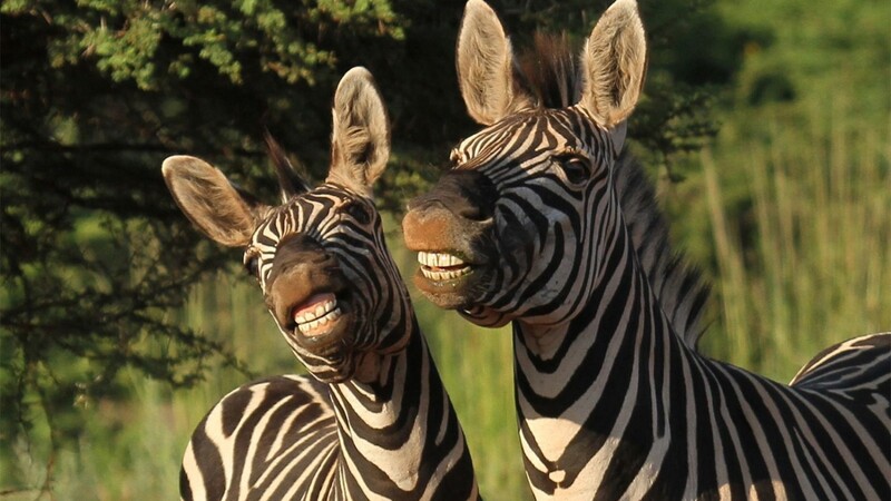 Da staunten die Menschen im Tessin wohl nicht schlecht: Zwei renitente Zirkus-Zebras strebten nach Freiheit. (Symbolbild)