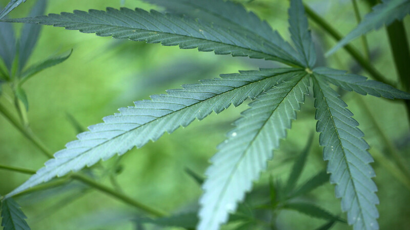 In Perlesreut hat die Polizei Drogen und eine Marihuana-Aufzuchtanlage gefunden. (Symbolbild)