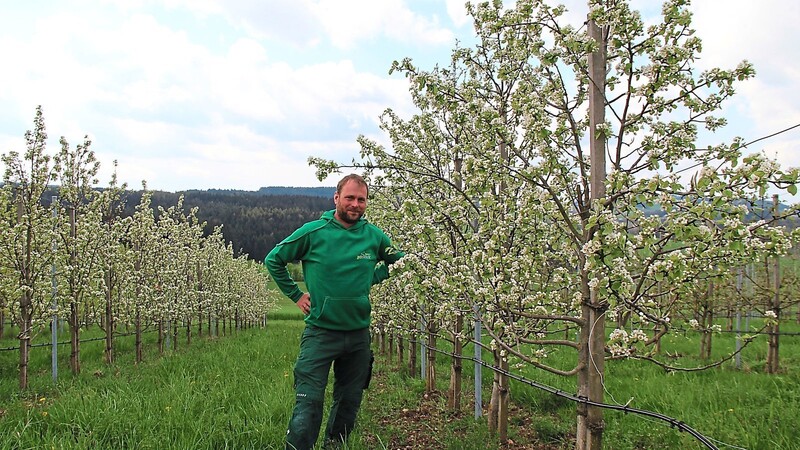 Rundum zufrieden ist Michael Simml mit dem Start in die neue Saison auf seiner Obstplantage bei Kalsing. Im Gegensatz zu den Apfelbäumen stehen die Birnbäume momentan in herrlicher Blüte.