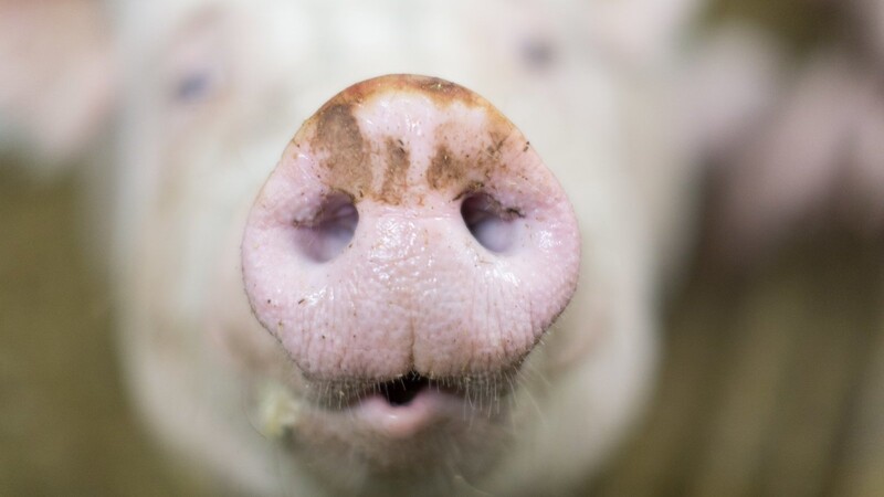 Im Februar 2018 waren die 420 Schweine des Angeklagten von einer Atemwegserkrankung betroffen.