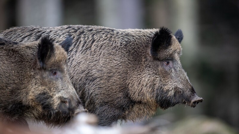 Zwei Wildschweine stehen auf einem Plateau im Wald und beobachten die Umgebung. Die intelligenten Tiere zu erwischen, ist für die Jäger nicht leicht.