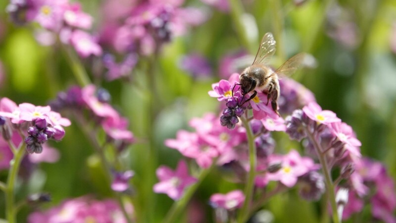 "Rettet die Bienen" gab Anfang 2019 den Anstoß für das bayerische Artenschutzgesetz. Gut zwei Jahre nach dem Volksbegehren hapert es aber oft noch an der praktischen Umsetzung der neuen Regeln.