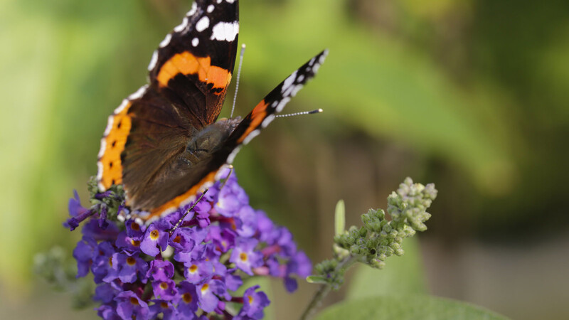 Der Schmetterlingsstrauch (Buddleja davidii) ist in den Gärten eine gute Nahrungsquelle für kleine und große Falter. Hier ein Admiral.