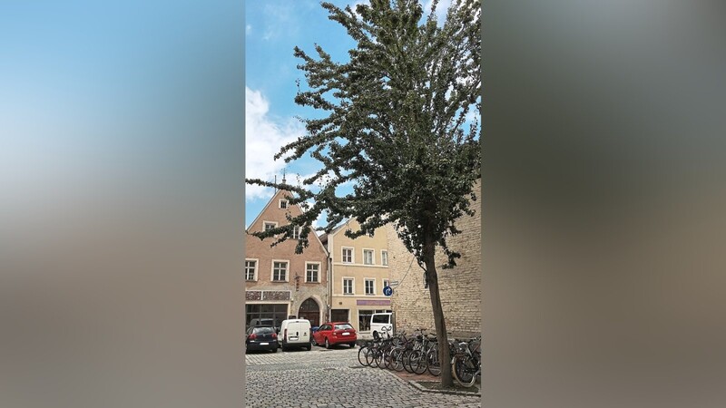 Bäume sind in der Altstadt rar. Dabei spenden sie in heißen Sommern Schatten, nehmen Kohlendioxid auf und filtern Feinstaub.
