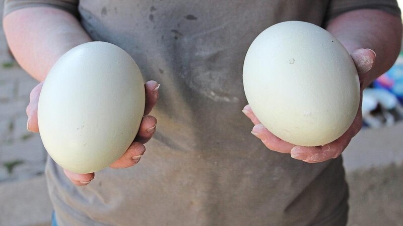 So sehen die Nandu-Eier aus. Anfangs hat Erika Frisch noch vorsichtig ein Loch in die Schale gehämmert, um sie für Dekozwecke zu erhalten. Mittlerweile aber hat sie so viele Exemplare, dass sie die großen Nandu-Eier wie Hühnereier aufschlägt.