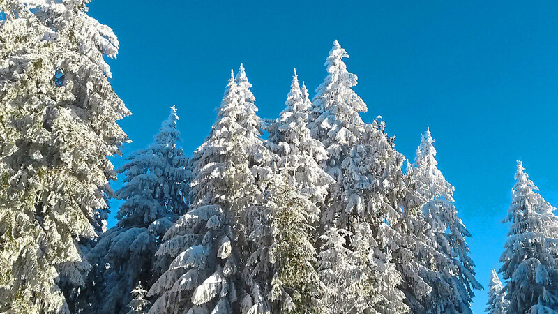 Wind- und wettererprobt sind die Fichten in den Hochlagen des Bayerischen Waldes bei Sankt Englmar. Eine Schneelast wie auf diesem Foto, das während eines vergangenen schneereichen Winters entstanden ist, haben sie aktuell noch nicht zu tragen gehabt.