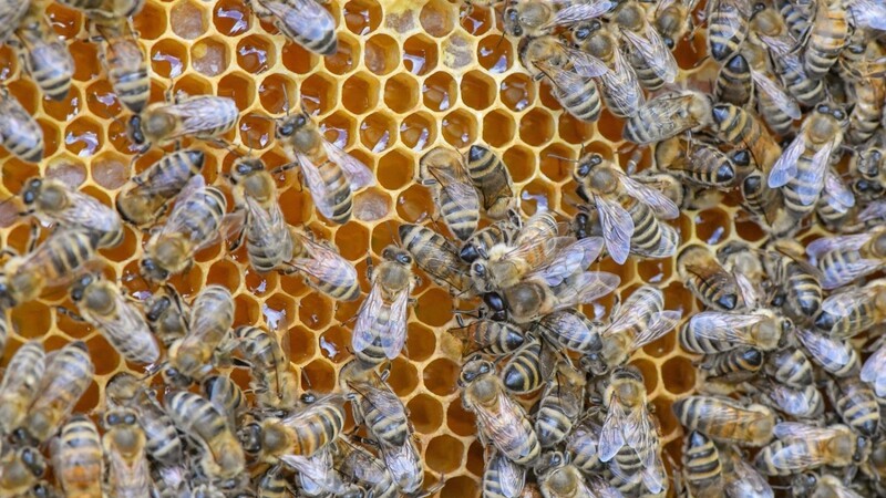 Neun Bienenvölker hat ein Unbekannter im Raum Blaibach vergiftet (Symbolfoto).