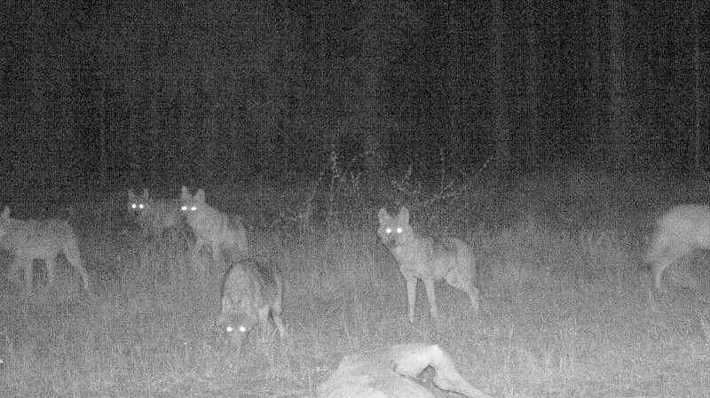 Das Bild des Wolfsrudels nahm eine Fotofalle im September auf.