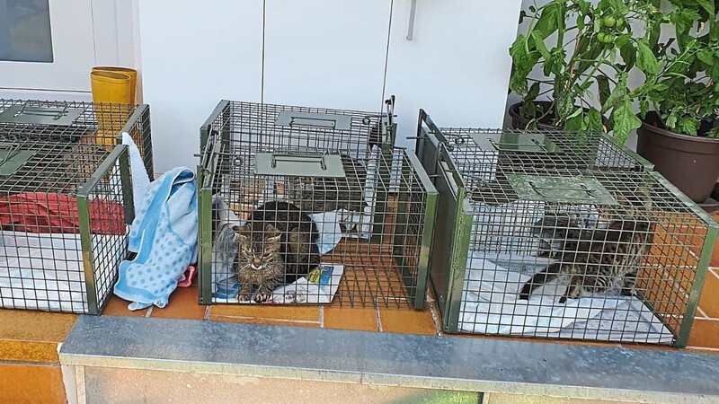 Die Besitzerin hat ihre Katzen zurückgelassen: Sie suchen nun dringend ein neues Zuhause.