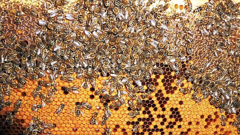 Die Amerikanische Faulbrut vernichtet die Bienenbrut. Ohne erfolgreiche Behandlung müssen die Völker getötet werden.