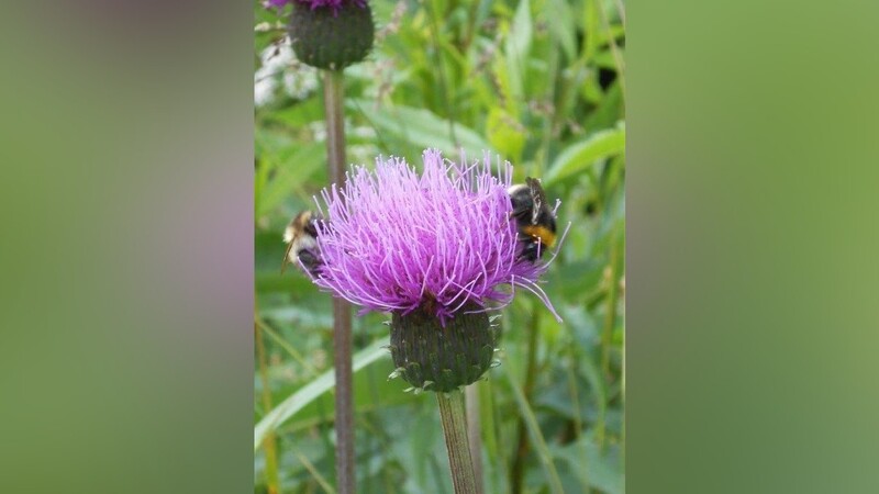 Indem sie insektenfreundliche Blumen pflanzen, können auch Privatgärtner dem Insektensterben entgegenwirken.