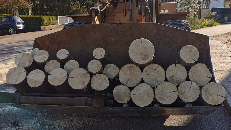Das Holz der umgelegten Bäume wird in den meisten Orten versteigert oder verlost.