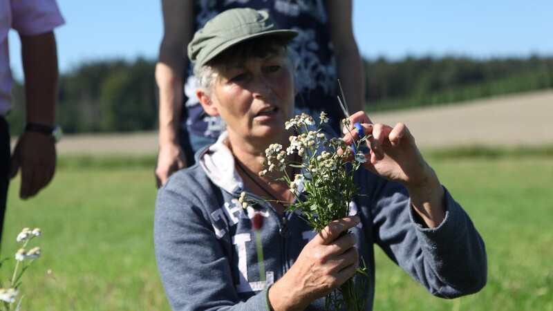 Lisa Fleischmann hat einen Strauß Sumpfschafgarbe gesammelt, um die Samen zu gewinnen und vermehren zu lassen.