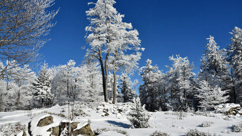 Grandioses Winterwetter auf den Hochlagen des Vorderen Bayerwaldes wie hier am Hochberg (1 025 m ü. NN).
