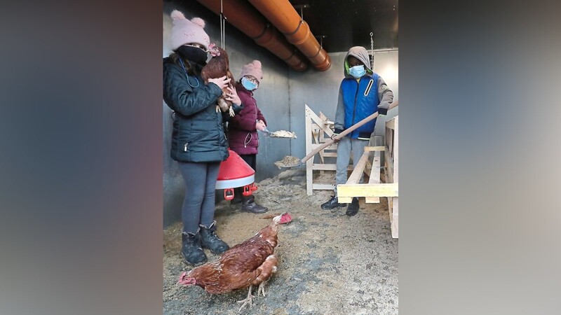 Die Kinder müssen sich um die Hühner kümmern, dazu gehört auch das Ausmisten des Stalls.