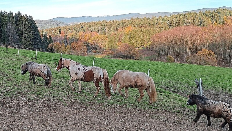 Ein Leben fast wie in freier Wildbahn, das ist das Konzept der Mulberry Ranch in Prackenbach.
