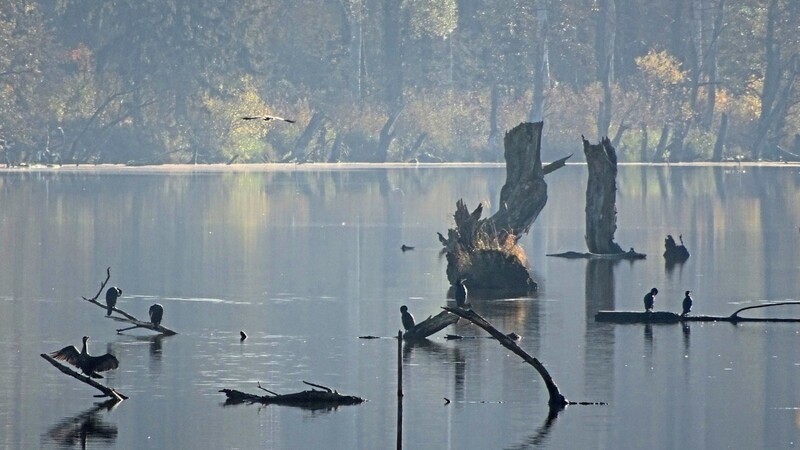 Für die Kormorane sind die zahlreichen abgestorbenen Bäume in den Altwasserbereichen der Gmünder Au idealer Ruheplatz. Unser Bild zeigt acht dieser Vögel, davon verweilen sieben auf den toten Stämmen und ein Kormoran befindet sich im Anflug.